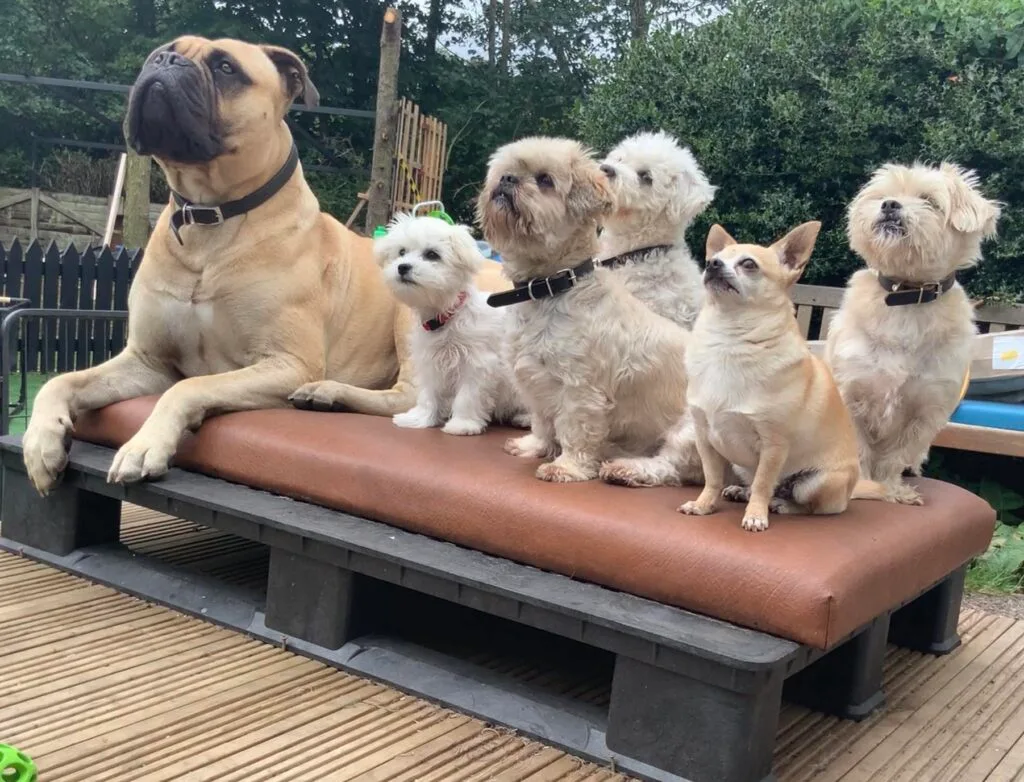 Group of puppies training on an obstacle at Play2Train class