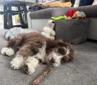 dog with reactive behaviour during a calm session