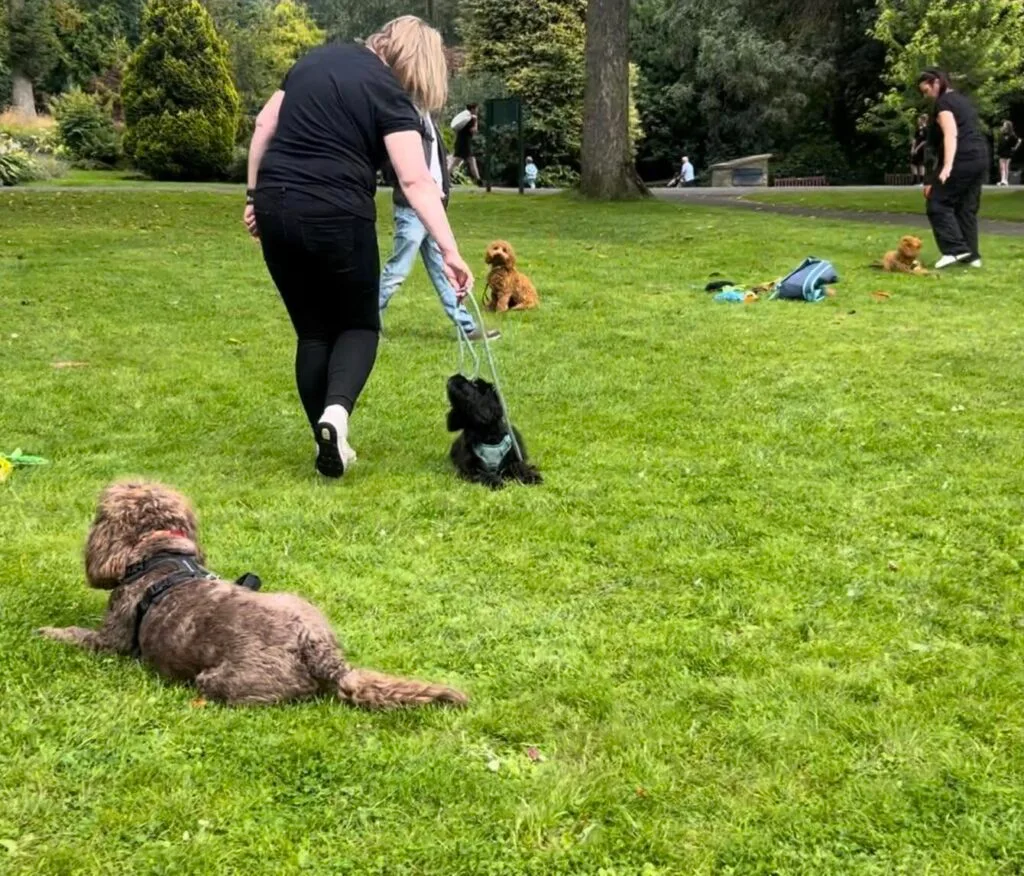 Dog lying calmly during group stay exercise at the park