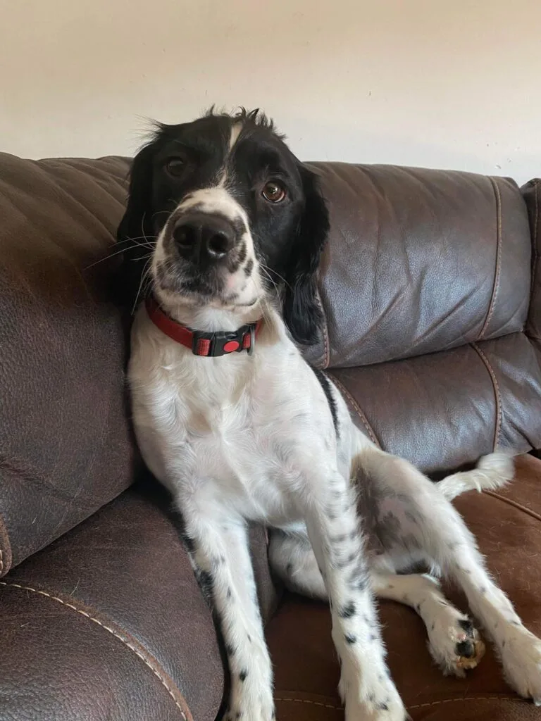 Calm dog relaxing on sofa during home visit session