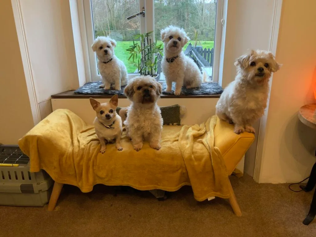 Dogs sitting beside table in contact section