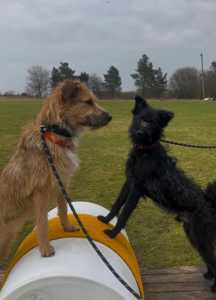 Dogs on seesaw agility equipment during fun session