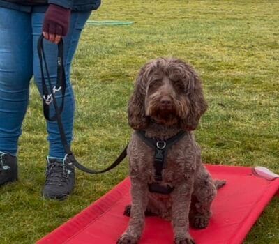 Calm dog during one-to-one training in Dunfermline