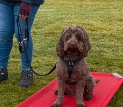 Calm dog during one-to-one training in Dunfermline