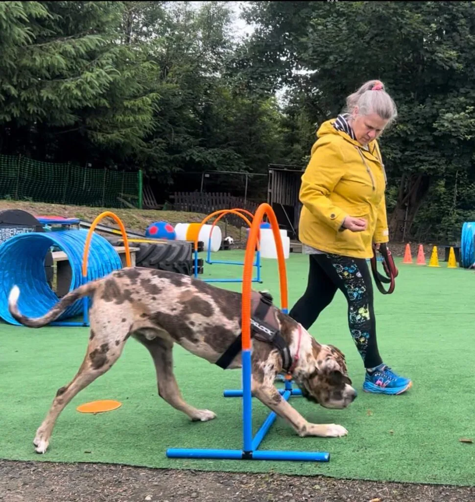 owner guiding dog through obstacle at dog training sessions Dunfermline
