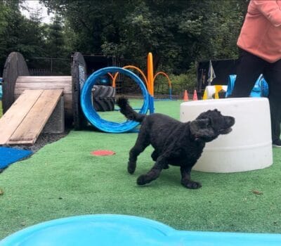 Young puppy lying on grass at training class in Fife