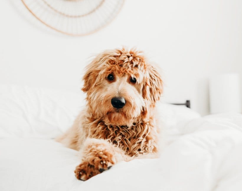 Fluffy small dog resting on white bed, looking curious